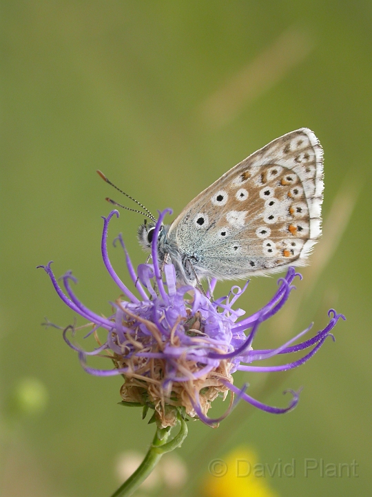 Chalkhill blue - A.jpg - Chalkhill blue - Wiltshire